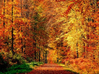 План-конспект тематической прогулки для старшей группы: «Осень золотая»
