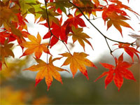 Тема: Осенняя палитра | Фото с сайта sunhome.ru