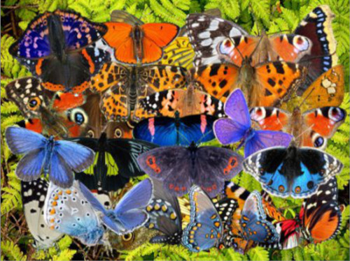 Развивающее занятие «В мире бабочек»
