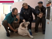 В Петропавловске появилась платная скорая помощь для животных