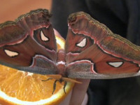 Выставка уникальных бабочек в Шымкенте