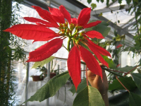 В канун Рождества в ботаническом саду Петропавловска расцвела «Вифлеемская» звезда