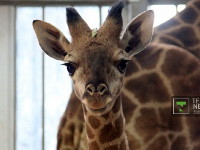 Новорожденного жирафенка в Алматы назвали Хан Тенгри Фото ©Владимир Прокопенко