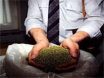 В Казахстане курительные травяные смеси приравнены к наркотикам