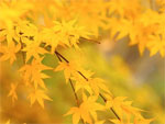 Урок по самопознанию на тему: «Осень золотая» | Фото с сайта nanya.ru