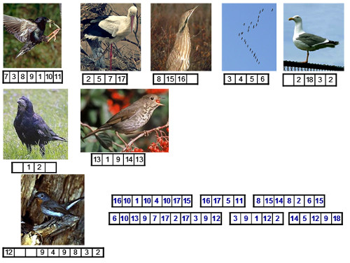 Урок по теме: «Многообразие птиц. Систематические и экологические группы птиц»