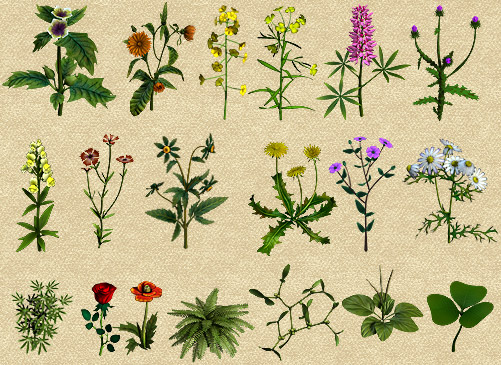 Растения | фото с сайта fitobloger.ru