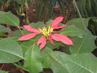 В канун Рождества в ботаническом саду Петропавловска расцвела «Вифлеемская» звезда