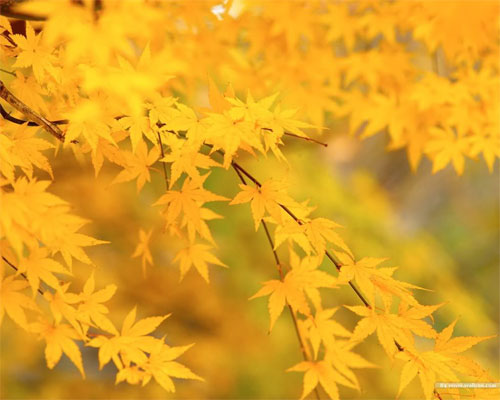 Урок по самопознанию на тему: «Осень золотая» | Фото с сайта nanya.ru