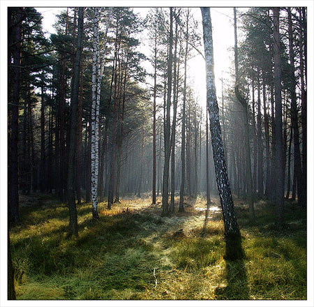 Интерактивное мероприятие конкурс-путешествие на тему: «Тайны леса нашей Родины» | Фото с сайта www.photosight.ru